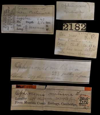 Media type: image;   Invertebrate Zoology OPH-167 Description: Labels for this specimen included in the specimen tray.;  Aspect: labels